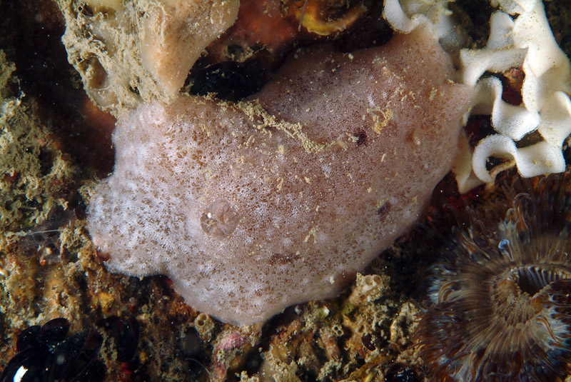 Jorunna tomentosa